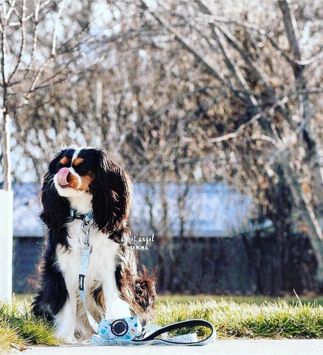 BUNDLE - DAPPER DOGGY (4 PIECES)