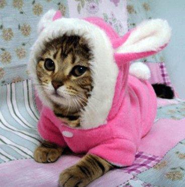 Cozy Bunny Cat Hoodie - Warm And Adorable Pet Cat Clothes-2