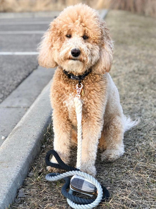 ROPE LEASH - OMBRE BLACK