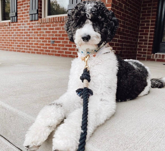 ROPE LEASH - OMBRE BLUE