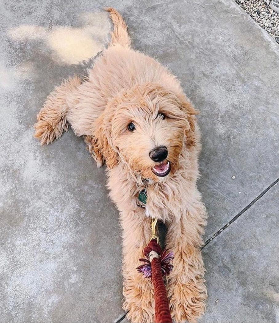 ROPE LEASH - OMBRE PINK
