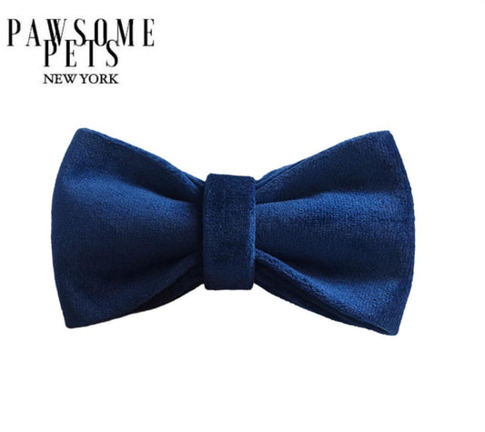 BOWTIE - BLUE TO BE WILD