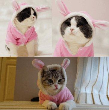 Cozy Bunny Cat Hoodie - Warm And Adorable Pet Cat Clothes-0